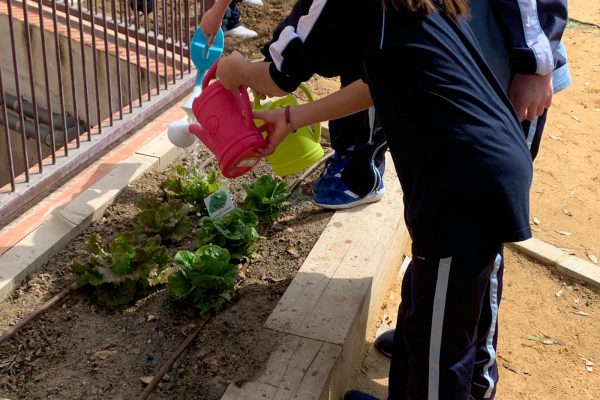 SE ACERCAN LAS PRIMERAS RECOLECCIONES EN NUESTRO HUERTO ESCOLAR